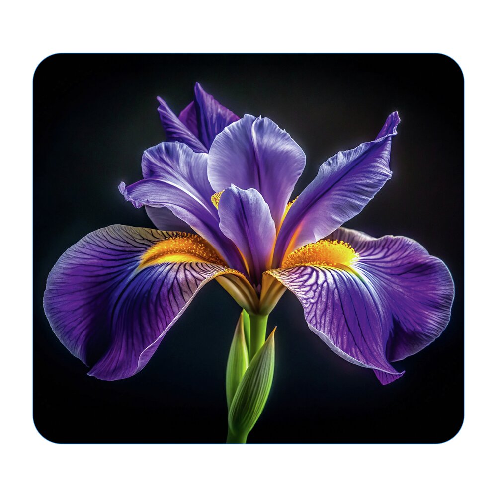 Multi-Platte Mod. Iris
